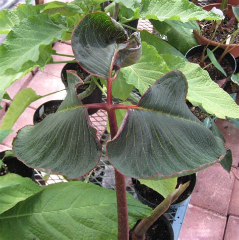 Arisaema speciosum is a tender, tuberous perennial native to the eastern himalayas. PlantFiles Pictures: Arisaema Species, Double-Whip Cobra ...