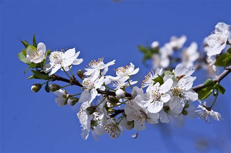 Picture Prunus Spring Nature Branches Flowering Trees