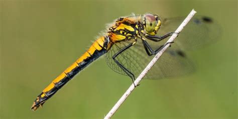 New Research Shows Female Dragonflies Fake Death To Avoid Sex Canada Journal News Of The World