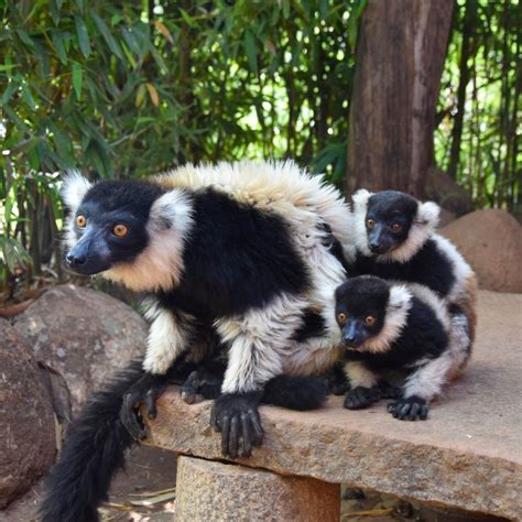 In fact, the reason lemurs have been able to thrive in madagascar is because no other primates inhabit the island. Lemur's Park, Antananarivo Madagascar - Anne Travel Foodie