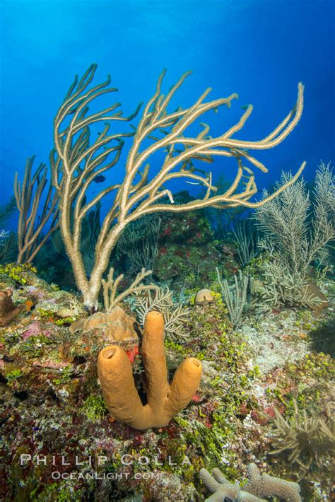 Caribbean Coral Reef Grand Cayman Island Cayman Islands 32177