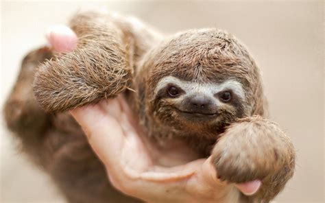 Fonds Décran Sloth Beau Sourire 1920x1200 Hd Image