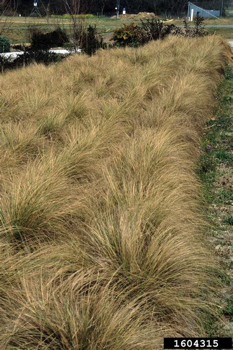 Weeping Lovegrass Eragrostis Curvula