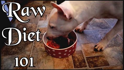 Feeding Your Dog Healthy Raw Food Made Simple Youtube