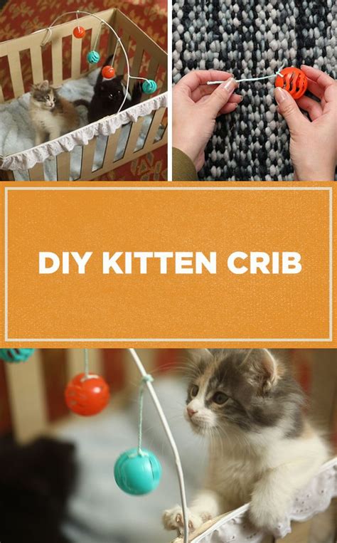Kittens Diy Kittens Cutest Cat Care Tips Dog Care Crazy Cat Lady