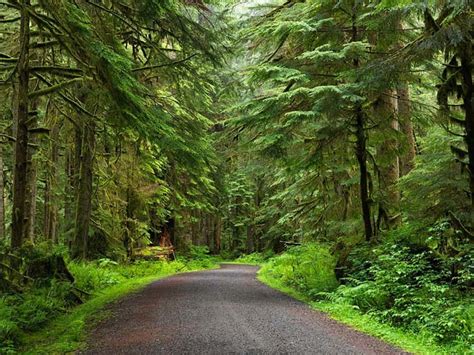 Through An Old Growth Forest Mount Rainier National Park Washington
