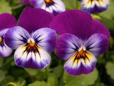 Pansy Spring Matrix Midnight Glow Phipps Conservatory Flickr