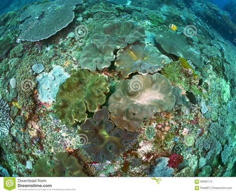 Coral Reef Stock Photo Image 60090174