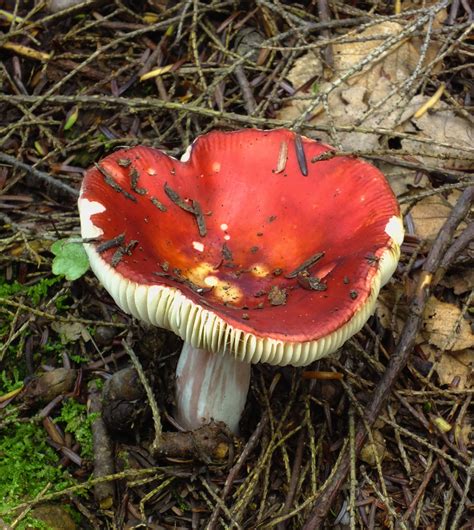Free Images Nature Hiking Summer Red Autumn Flora Fungus