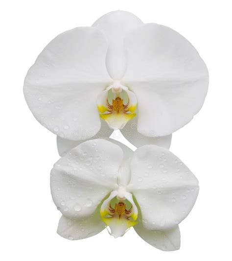 White Phalaenopsis Orchid Flower Isolated On White Stock Image Image