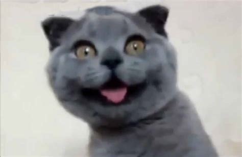 Funny Cat Faces Compilation 2014