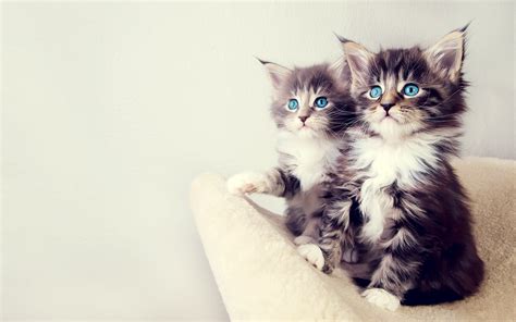 Cute Kittens Wallpapers Hd Wallpapers Id 10779