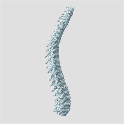 Human Spine Model — Stock Photo © Anatomyinsider 129002804