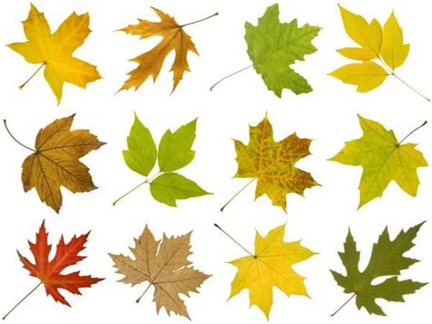 How To Identify Maple Tree Varieties Lovetoknow Tree Leaf