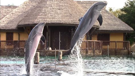 Discovery Point Dolphin Presentation At Seaworld San Antonio 10 26 18