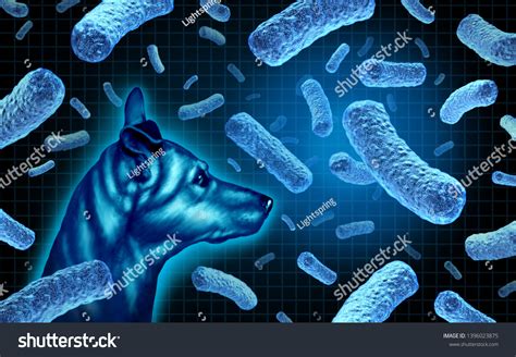 Canine Brucellosis Contagious Bacterial Infection Dogs Stock