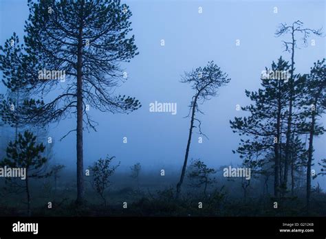 Misty Forest And Lake Scene Stock Photo Alamy