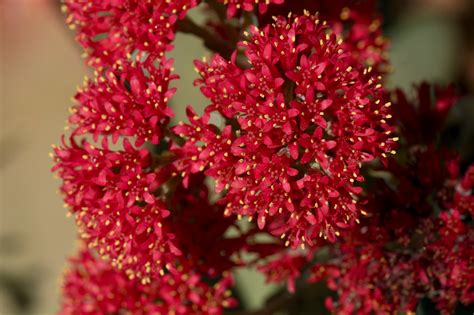 Image cluster-2 : Unknown small red petaled flower | Clusters of small five ...