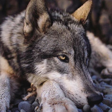 A Close Up Of A Wolf Laying On Rocks