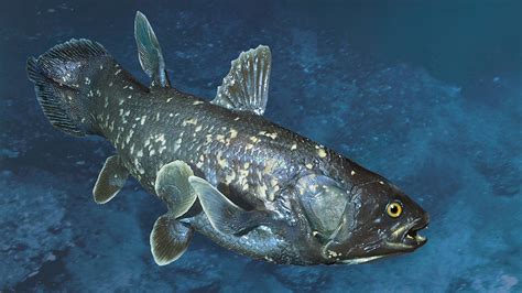 Huge 420 Million Year Old Fish Species Rediscovered In Indian Ocean