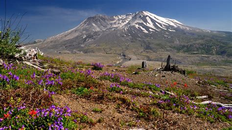 40 Years Of Changes At Mount St Helens Life Returns After Eruption