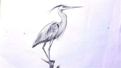 How To Draw Great Blue Heron Step By Step Youtube