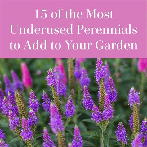 Better Homes And Gardens On Instagram Weve All Got Our Perennial