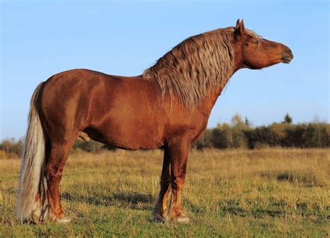 soviet heavy draft horse breed information history  pictures