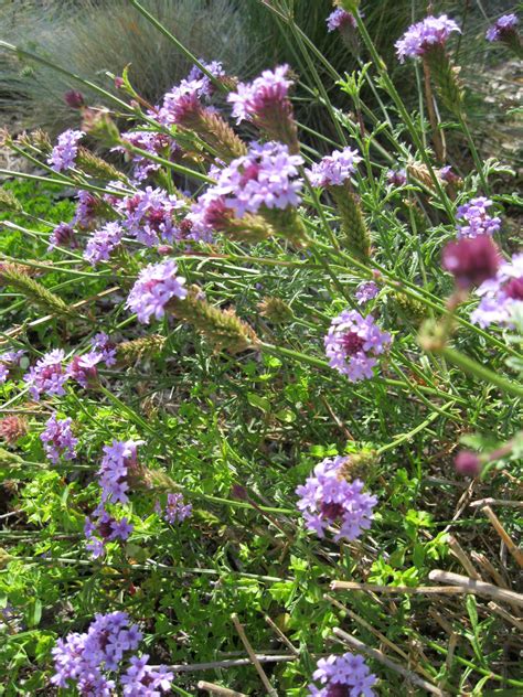 Verbena Lilacina Sloat Garden Center