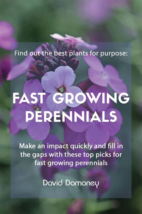 Plants For A Purpose Fast Growing Perennials David Domoney