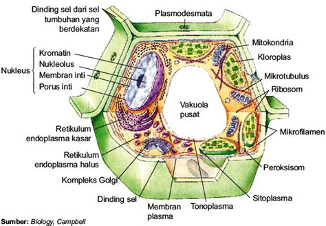 Beginilah Struktur Sel Eukariotik Gambar Fungsi Organel