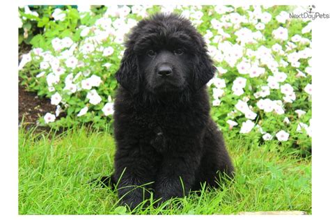Newfoundland Puppy For Sale Near Lancaster Pennsylvania 5b47da52 51a1