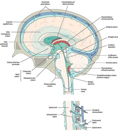 Ventricular System And Cerebrospinal Fluid Atlas Of Anatomy Head And