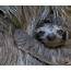 Baby Sloth – Bing Wallpaper Download