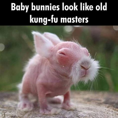 Pin By Norbert On Misc Baby Bunnies Cute Baby Bunnies Funny Animal
