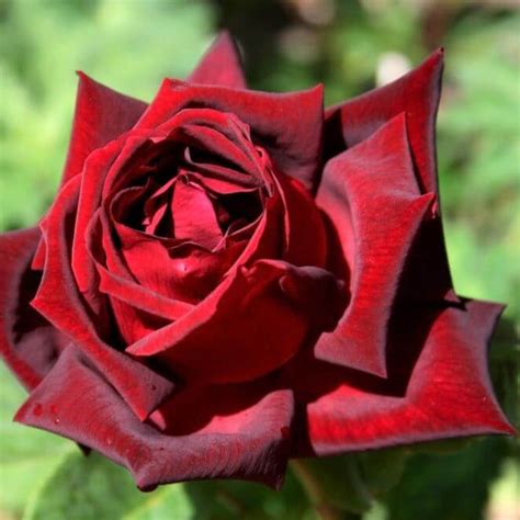 Papa Meilland ® Hybrid Tea Rose Famous Roses World