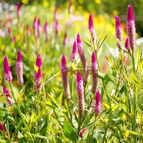 Join the club to manage your garden. Celosia 'Flamingo feather' seeds | Happy Green Shop