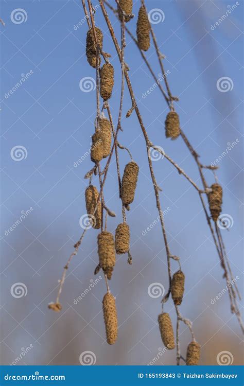 Birch Seed Pods On The Branch Close Up During Wintertime Betula