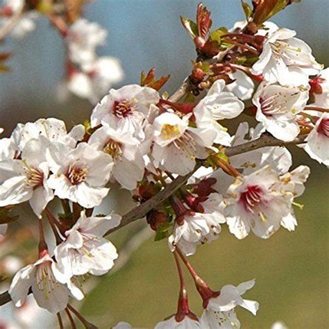 Dwarf Flowering Cherry Tree Kojo No Mai Cherry Blossom Tree Garden