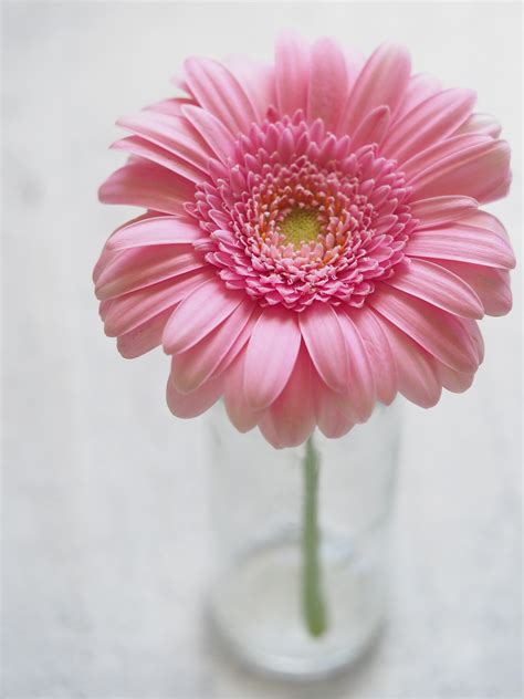 Free Photo Pink Gerbera Flower In Closeup Photography Background