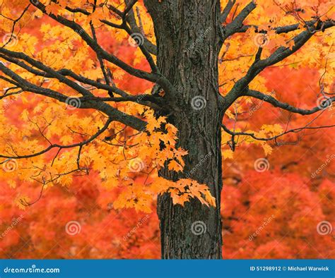 New England Maple Tree In Fall Colors Stock Photo Image Of Colorful
