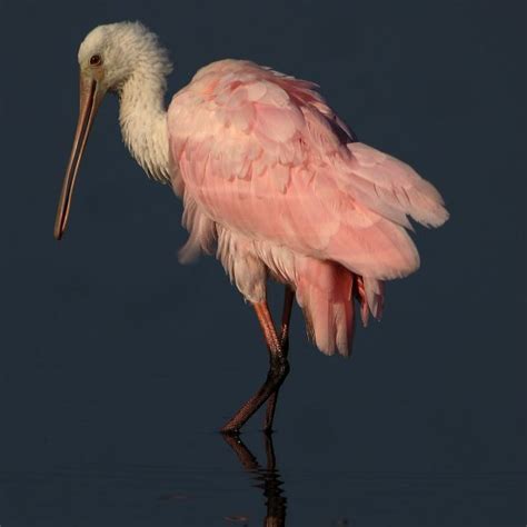 Juvenile Roseate Spoonbill Near Sarasota Fl Sarasota Fl Four Year