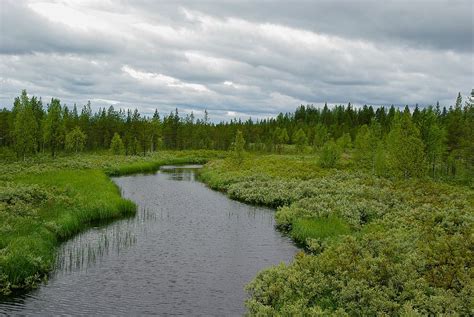 Hd Wallpaper Finland Forest Taiga Lapland Lichen Nature