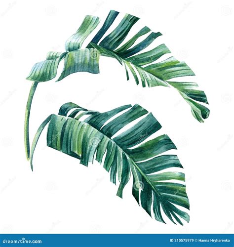 Watercolor Palm Leaves On Isolated White Background Stock Illustration
