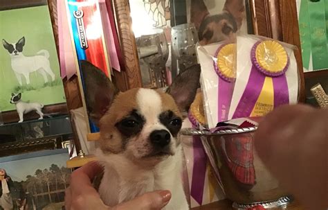 My Champion Chihuahua Has Made The Top Twenty Akc Breed Ranking