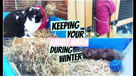 Keeping Your Rabbit Warm During Winter Rosiebunneh Youtube