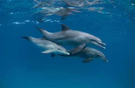 Wallpaper Animals Mammals Underwater Dolphin 2500x1625