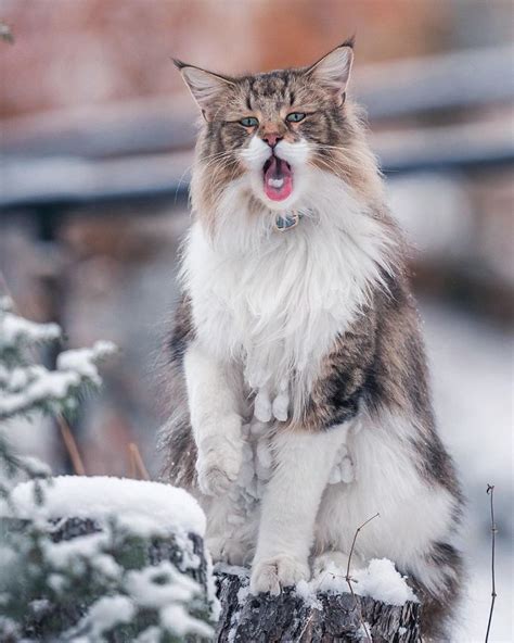 Meet Pepper The Majestic Norwegian Forest Cat That Loves To Frolic In