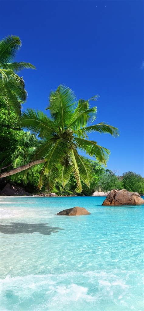 Wallpaper Tropical Paradise Sunshine Beach Coast Sea Palm Trees