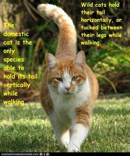 Most of them say that they're dog people and that cats are boring. 1000+ images about Cat Facts on Pinterest | Kittens, Cat ...